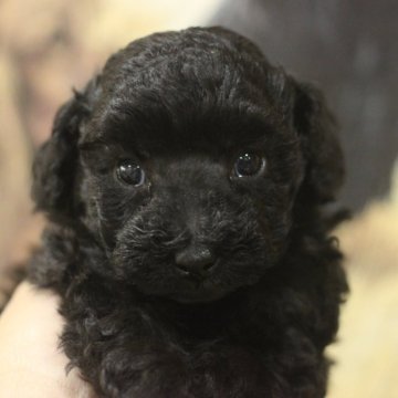 トイプードル(タイニー)【千葉県・女の子・2024年3月19日・ブラック】の写真「優良血統の仔！！とても可愛い！！」