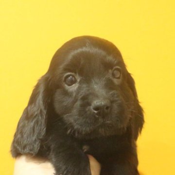 イングリッシュコッカースパニエル【千葉県・女の子・2022年11月4日・ブラック】の写真「外産犬直子」