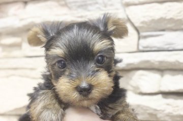 ヨークシャーテリア【千葉県・男の子・2021年2月2日・スチールブルー&タン】の写真「父親JKCチャンピオンです。」