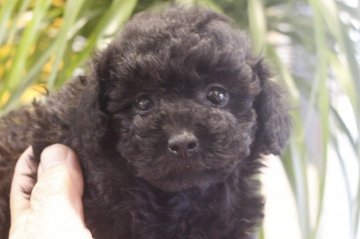 トイプードル(タイニー)【千葉県・女の子・2022年1月31日・ブラック】の写真「RUSチャンピオンの仔！！」