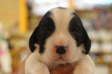 イングリッシュコッカースパニエル【千葉県・男の子・2019年6月16日・ブラック&ホワイト】の写真「父親JKCチャンピオンです。」