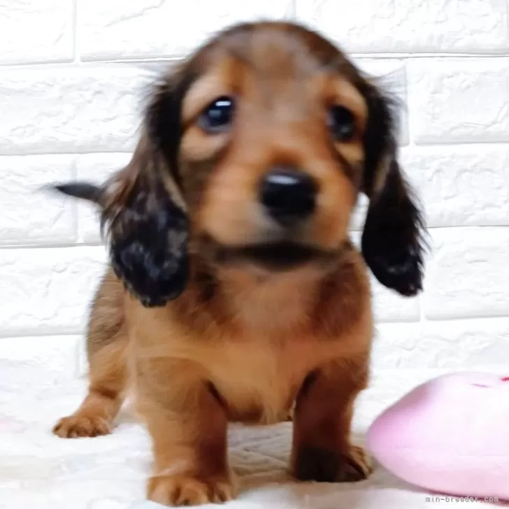 ID:2508-03372の子犬