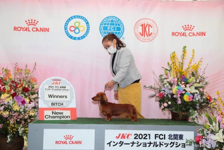 ミニチュアダックスフンド(ロング)【・女の子・2019年2月22日・レッド】「骨格構成正確で美しい女の子です」