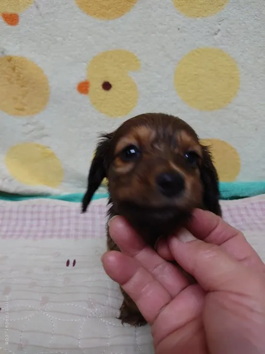 ID：2012-01297の子犬