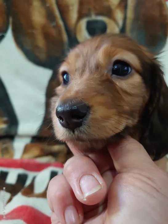 chako 様のお迎えした子犬