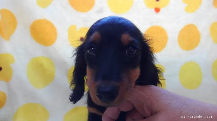 ID:1707-00542の子犬