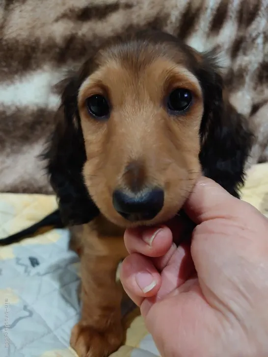 yukko 様のお迎えした子犬