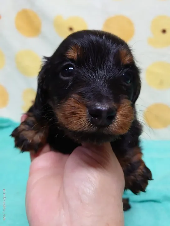 ID：2005-02632の子犬