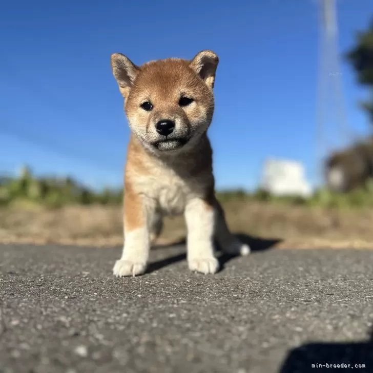 ID：2412-00663の子犬
