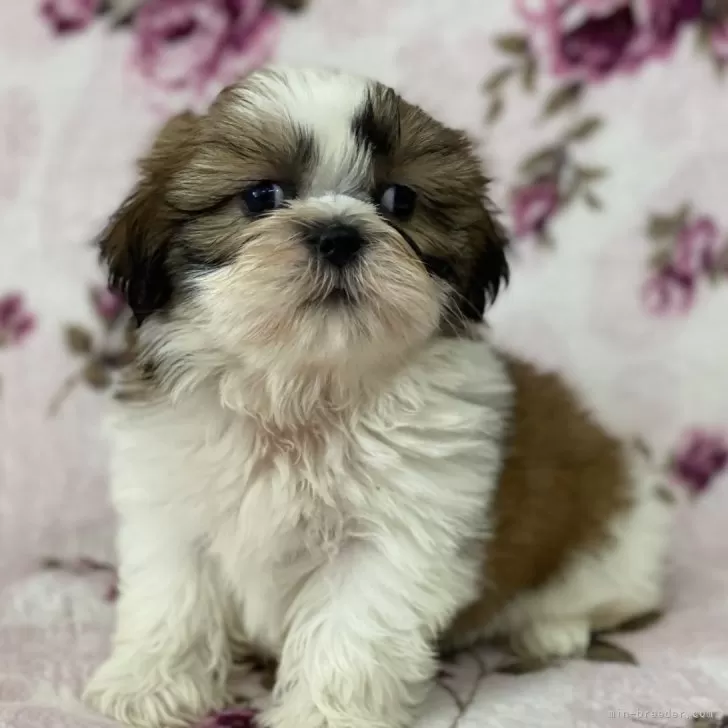 ID:2509-03354の子犬