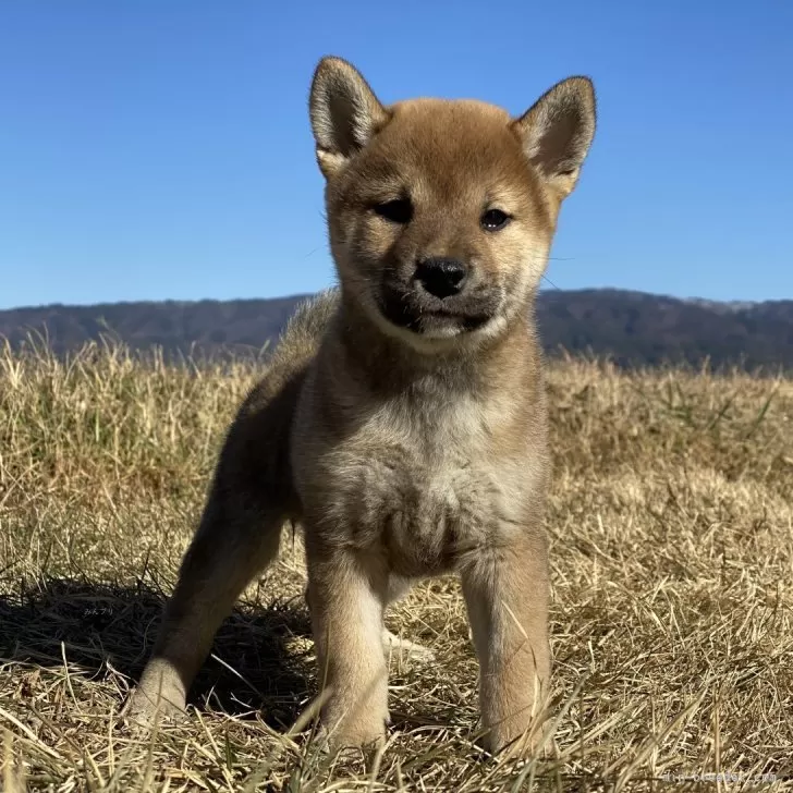 ID：2501-00062の子犬