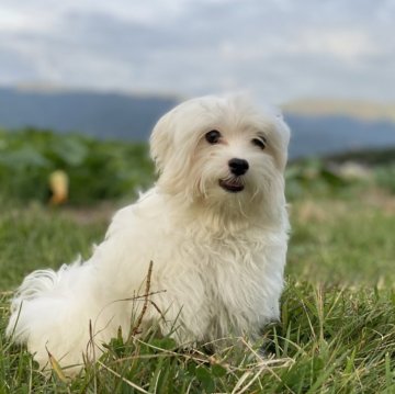 マルチーズ【長野県・男の子・2025年5月6日・ホワイト】の写真「可愛く育っています！」