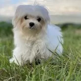 マルチーズ