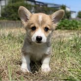 ウェルシュ・コーギー・ペンブローク