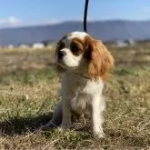 キャバリア【長野県・男の子・2025年6月18日・ブレンハイム】の写真2