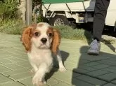キャバリア【長野県・男の子・2025年6月18日・ブレンハイム】の写真2