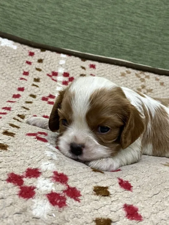 Y.K 様のお迎えした子犬