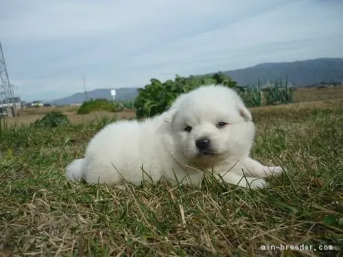 ID:1811-02702の子犬