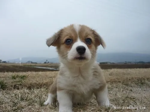 ID:1903-00383の子犬