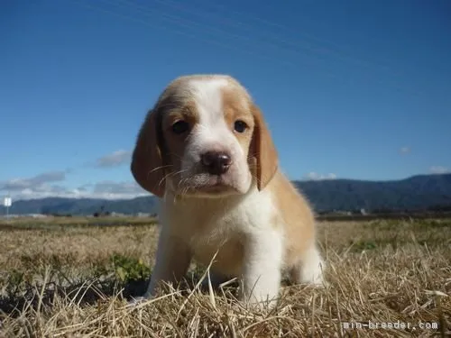 ID:1812-02357の子犬