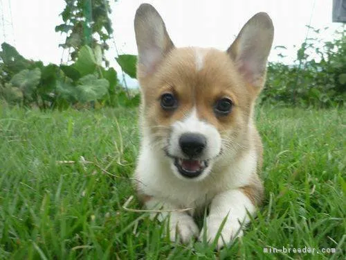 ID:1807-00990の子犬