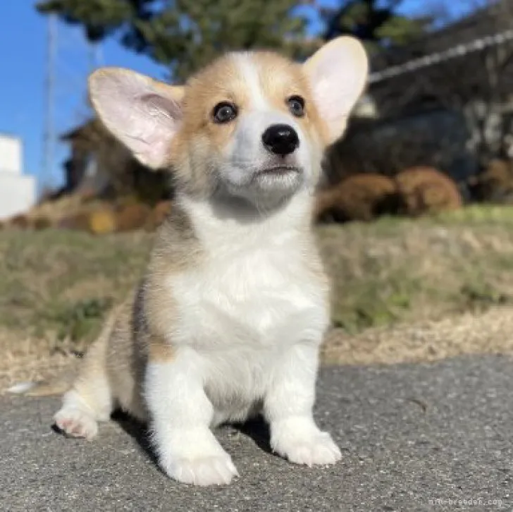 T.H 様のお迎えした子犬