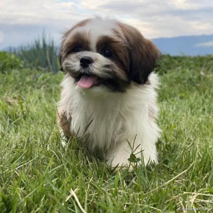 ID:2209-03695の子犬