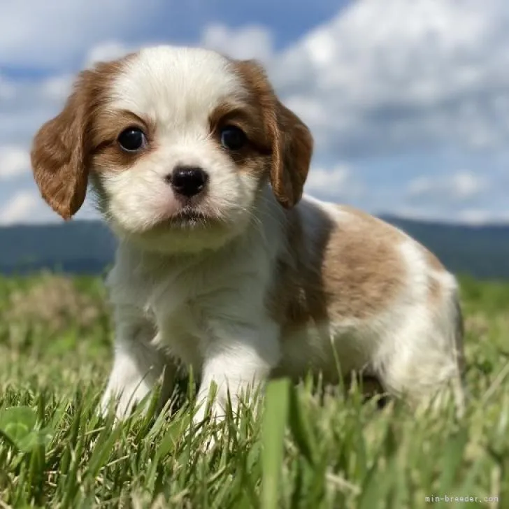 HO 様のお迎えした子犬