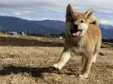 柴犬(標準サイズ)【長野県・女の子・2022年11月9日・赤】の写真2「1月17日撮影」