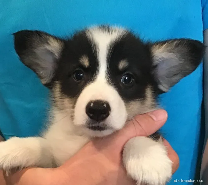 ミミンバイ 様のお迎えした子犬