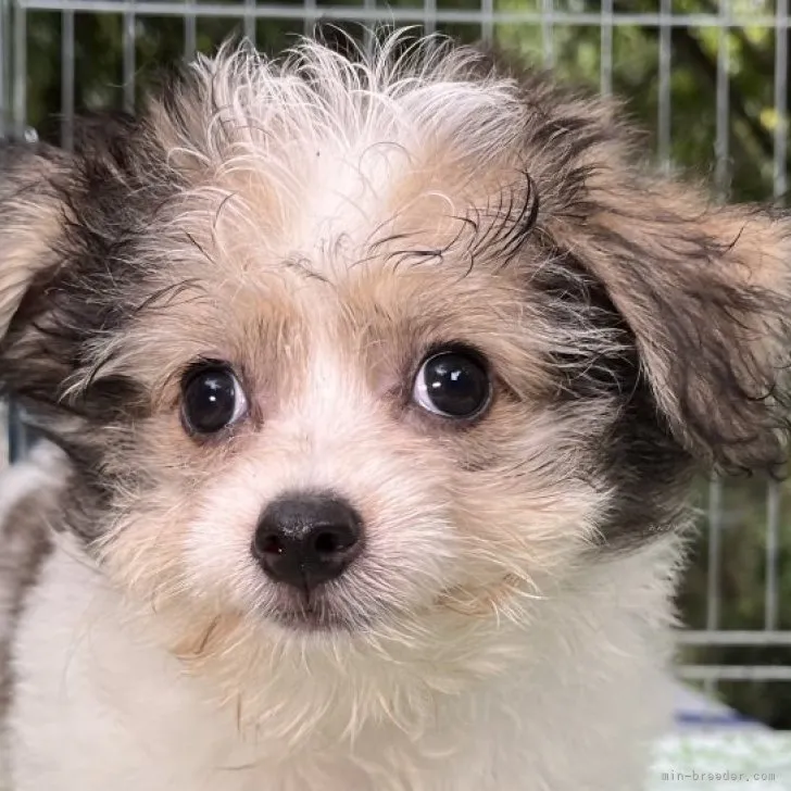 ID：2307-05879の子犬
