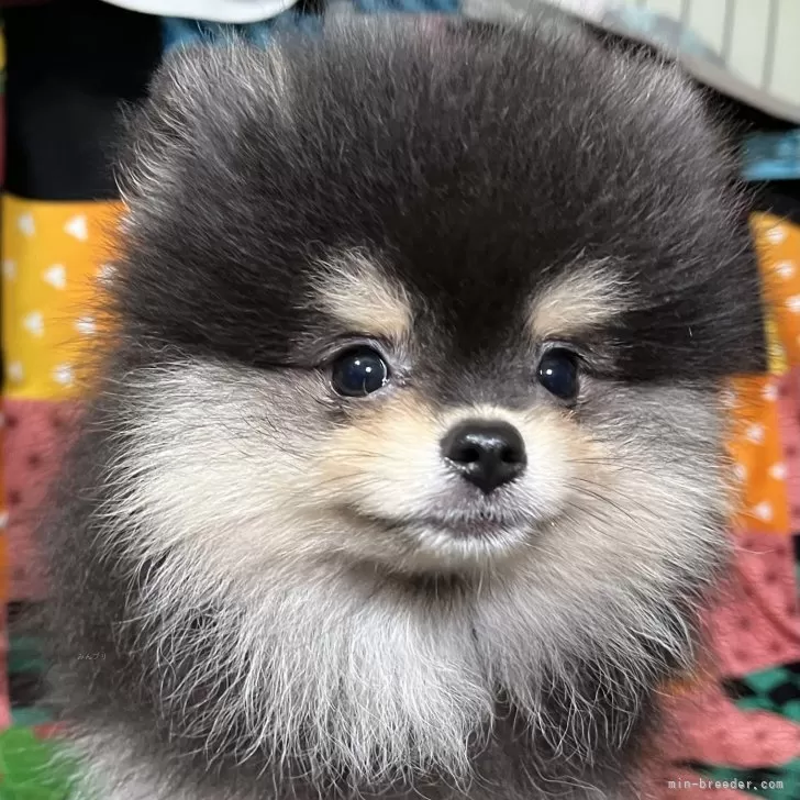 Ｙ.Ｉ 様のお迎えした子犬