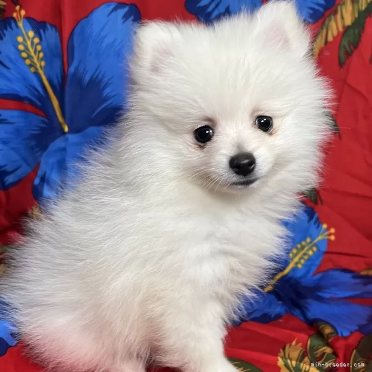 ID:2408-03399の子犬