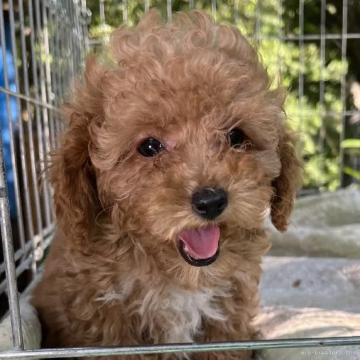 ID：2307-02950の子犬