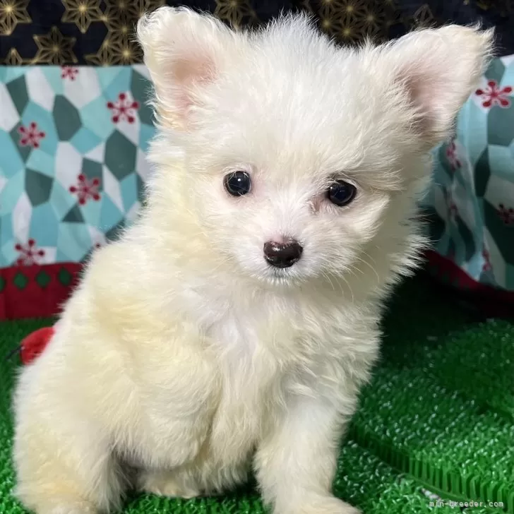 えがどん 様のお迎えした子犬