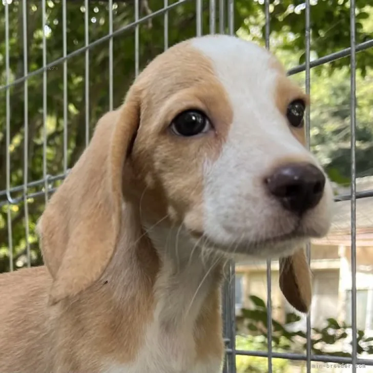 ID：2309-02442の子犬