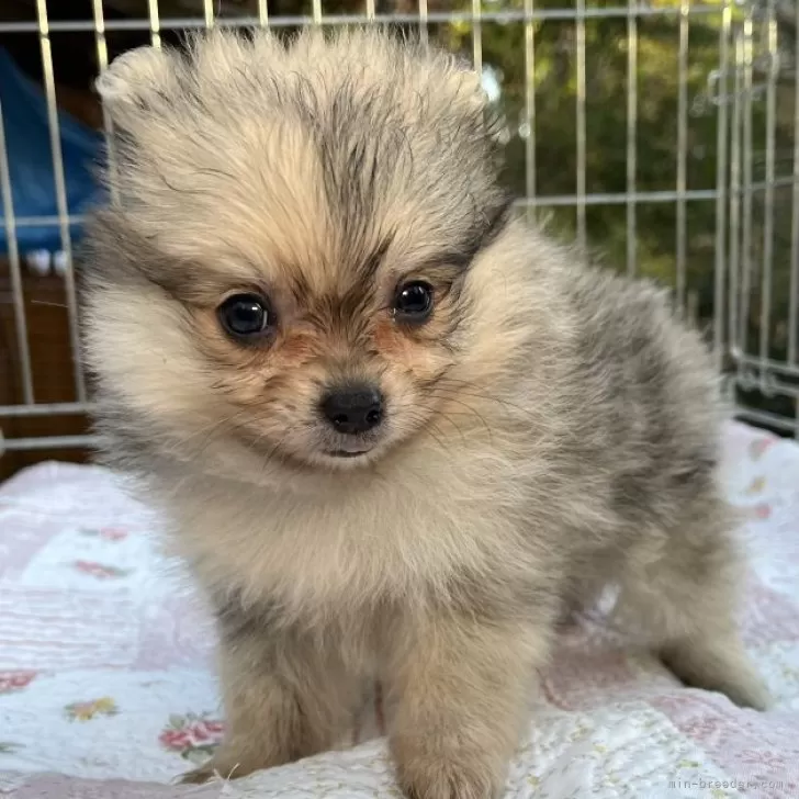 ID:2312-01714の子犬