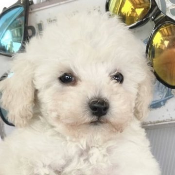 トイプードル(タイニー)【東京都・男の子・2023年3月31日・クリーム】の写真「淡いクリーム色がお洒落な可愛い男の子💕。」