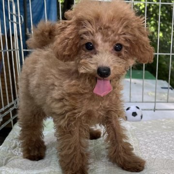 トイプードル(ティーカップ)【東京都・男の子・2023年4月15日・アプリコット】の写真「小柄で超元気で楽しく甘えっ子の男の子🤗」