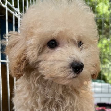 トイプードル(タイニー)【東京都・男の子・2023年6月6日・アプリコット】の写真「クリーム色で穏やかで甘えっ子のタイニープードル💐」