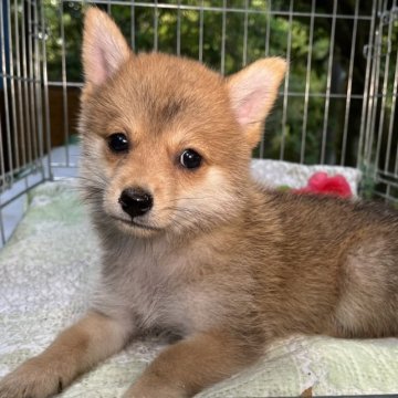 豆柴×ポメラニアン【東京都・女の子・2023年6月15日・赤】の写真「容姿は豆柴、性格はポメの穏やかで甘えっ子の女の子🎀」