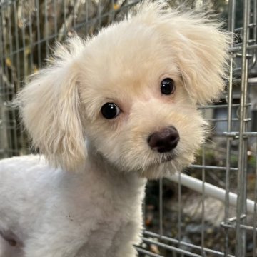 ポメプー(ポメラニアン×トイプードル)【東京都・男の子・2023年9月2日・クリーム】の写真「食欲旺盛、元気いっぱい、穏やかで優しいポメプー君🤗」