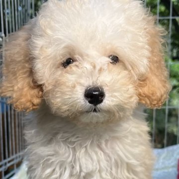 トイプードル(トイ)【東京都・男の子・2023年6月6日・クリーム】の写真「サマー大特価セール🎉可愛いプードル君と遊びましょう」