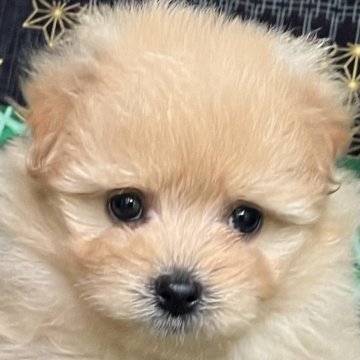 ポメプー(トイプードル×ポメラニアン)【東京都・女の子・2024年2月24日・アプリコット】の写真「愛嬌たっぷり可愛いお顔で癒し系のポメプーちゃん🥰」