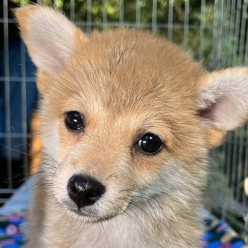 豆柴×ポメラニアン【東京都・女の子・2023年6月15日・赤】の写真「容姿は柴犬、性格は陽気で優しく甘えっ子のポメ気質」