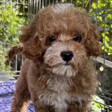 トイプードル(トイ)【東京都・男の子・2023年8月9日・レッド】の写真「元気いっぱい楽しい男の子😀」