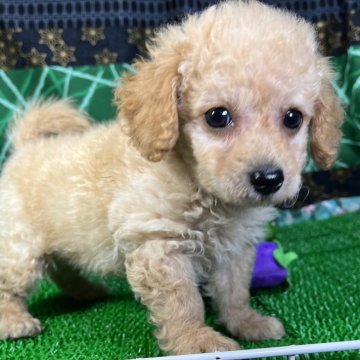 ミックス(トイプードル×マルプー)【東京都・男の子・2024年4月13日・クリーム】の写真「淡いクリーム色でお目々が大きく穏やかで素敵な男の子」