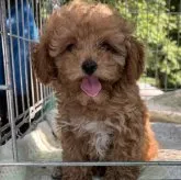 タイニープードル【東京都・男の子・2023年4月15日・アプリコット】の写真3