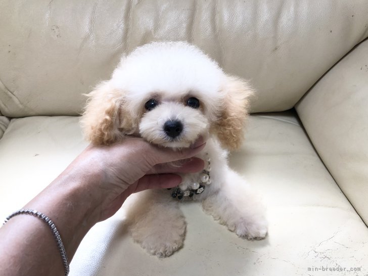 1.3kg‪‪❤︎‬マイクロティーカッププードルのママ｜伊窪　美樹子(いくぼ　みきこ)ブリーダー(大阪府・トイプードルなど・JKC登録)の紹介写真6