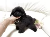 ティーカッププードル【大阪府・女の子・2025年7月19日・ブラック】の写真5